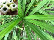 Tak Cuma Mengharumkan Makanan, Ini Manfaat dan Efek Samping Daun Pandan bagi Tubuh