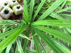 Tak Cuma Mengharumkan Makanan, Ini Manfaat dan Efek Samping Daun Pandan bagi Tubuh