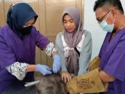 Ratusan Kucing di Batang Disuntik Vaksin Rabies