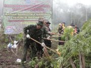 BNN Musnahkan Ladang Ganja Seluas 1 Hektar, Ada 15.000 Tanaman