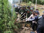 BNN Kembali Musnahkan Lahan Ganja di Dua Titik, Total 4 Hektar
