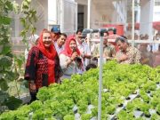 Urban Farming Sekolah Nusaputera, Anak-anak Muda Ciptakan Teknologi Pertanian