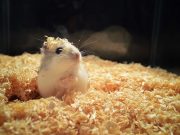 Sehat dan Bernutrisi, Ini 3 Makanan Alami bagi Hamster Peliharaanmu