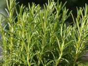 Menjadi Bahan Aromatic Dalam Masakan, Ini 3 Manfaat Rosemary bagi Kesehatan
