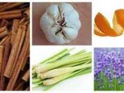 Tips Mengusir Nyamuk Dengan Cara Alami