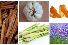 Tips Mengusir Nyamuk Dengan Cara Alami