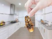 Tips Mengusir Kecoa Dalam Rumah