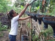 Tips Membuat Kompos Sisa Sampah Rumah Tangga