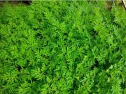 Mengandung Banyak Nutrisi, Ini Delapan Manfaat Kenikir bagi Kesehatan