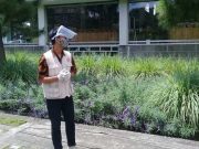 Serai, Rumput-Rumputan yang Banyak Manfaat bagi Tubuh