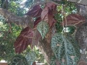 Mengenal Manfaat Daun Sirih Merah
