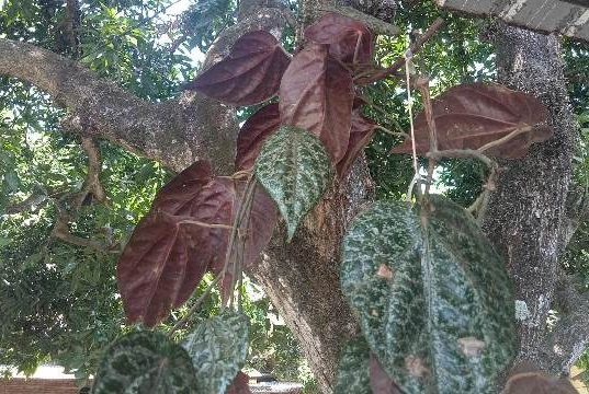Mengenal Manfaat Daun Sirih Merah