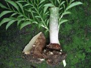 Penampilan Umbi Suweg Yang Kurang Menarik Justru Memiliki Segudang Manfaat, Yuk Simak…