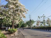 Bunga Tabebuya Bermekaran di Kota Semarang, Jalan Madukoro Serasa Negeri Sakura