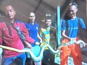 Menangkap Dua Ular Sowo Kembang yang Memangsa Ayam