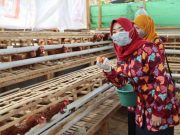 Ternak Ayam Petelur, Dinperpa Kota Pekalongan Cetuskan PASS