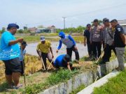 Petani Medalem Kradenan Lakukan Gropyokan Tikus, Seekor Dihargai Rp 1.000