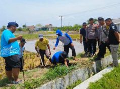 Petani Medalem Kradenan Lakukan Gropyokan Tikus, Seekor Dihargai Rp 1.000