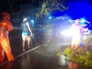 Pohon Tumbang Terjadi di Dua Lokasi Berbeda, Dampak Hujan Deras & Angin Kencang di Grobogan