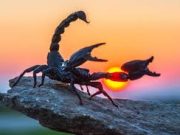 Ramalan Zodiak Harian 9 November 2023, SCORPIO
