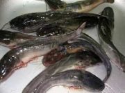 Ini 5 Manfaat Ikan Lele untuk Bumil, Diantaranya Rendah Merkuri