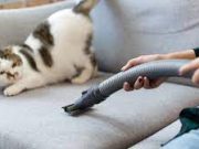 Tips Bersihkan Sofa dari Bulu Kucing