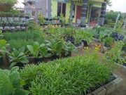 Tips Menanam Sayuran di Halaman Rumah
