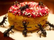Tips Menyimpan Makanan Dari Serbuan Semut