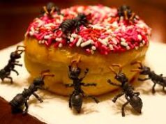 Tips Menyimpan Makanan Dari Serbuan Semut