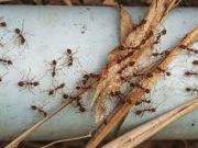 Tips Menyimpan Makanan Dari Serbuan Semut