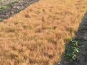 Hujan Menghilang, Ribuan Hektare Tanaman Pangan Kekeringan