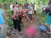 Dua Kakek Pencari Pakan Ternak di Buayan Meninggal Jatuh dari Pohon
