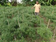 Pria Asal Todanan Blora Ini Kepergok Curi Cabai di Sawah Milik Warga Grobogan, Pelaku Ternyata Residivis