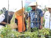Pj Gubernur Jateng Panen Cabai Bersama Petani di Temanggung, Optimististis Harga Segera Turun