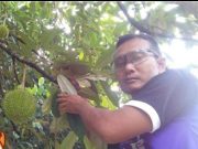 Quo Vadis Durian Jepara