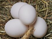 Seringkali Digunakan Sebagai Campuran Obat Tradisional, Ini Tiga Manfaat Mengonsumsi Telur Ayam Kampung