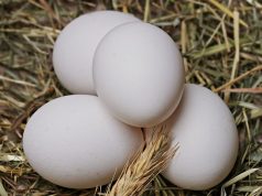 Seringkali Digunakan Sebagai Campuran Obat Tradisional, Ini Tiga Manfaat Mengonsumsi Telur Ayam Kampung