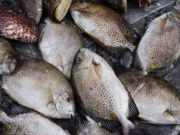 Taukah Kamu Ternyata Ikan Baronang Memiliki Banyak Manfaat Bagi Kesehatan Tubuh, Yuk Simak…