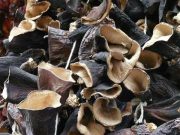 Dapat Membantu Mencegah Alzheimer, 3 Manfaat Mengonsumsi Jamur Kuping