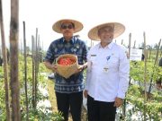 Hore! Desa di Temanggung Ini Sudah Panen Cabai, Pj Gubernur Jateng Harap Harga Segera Turun
