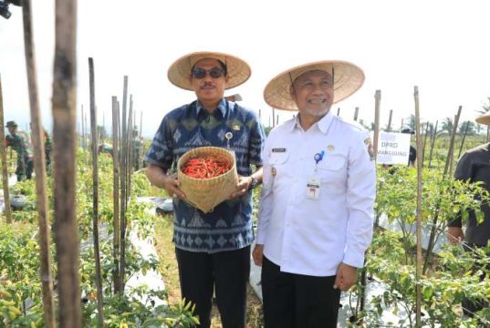 Hore! Desa di Temanggung Ini Sudah Panen Cabai, Pj Gubernur Jateng Harap Harga Segera Turun