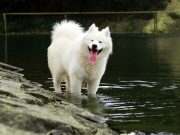 Lima Tips Merawat Anjing Bagi Kesehatan Mental