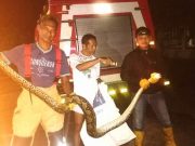 Hati-hati Terhadap Ekspansi Ular, Sepekan Tiga Kali Menangkap di Kandang Ayam