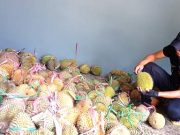 Rumah Durian Dim-Dim, Menjual Buah Matang dari Pohon