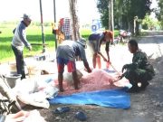 Meracik Pemupukan Tanaman Padi Petani di Blora Punya Teknik Tersendiri