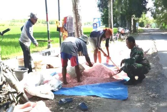 Meracik Pemupukan Tanaman Padi Petani di Blora Punya Teknik Tersendiri