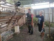 Ternak Kambing di Cepu Prospektif, Kambing Laku Mahal dan Kotorannya untuk Pupuk