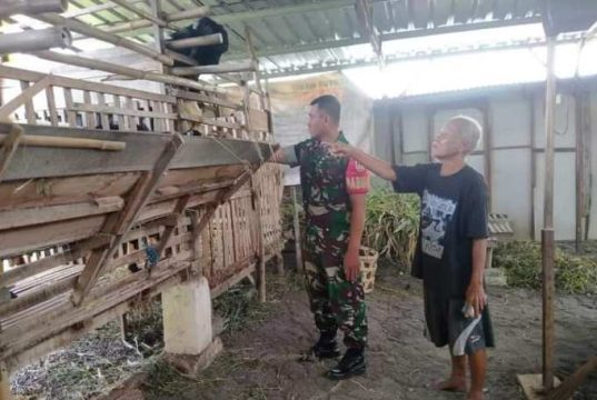 Ternak Kambing di Cepu Prospektif, Kambing Laku Mahal dan Kotorannya untuk Pupuk