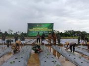 Antisipasi Jamur, Kodim Batang Kawal Penanaman Cabai