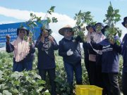 Bank bjb Bersama Petani Mitra Binaan di Jawa Tengah Panen Raya Edamame